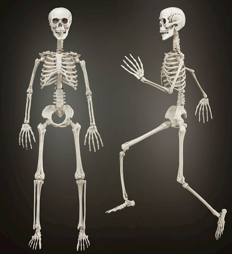 Skelett beweglich 90cm
